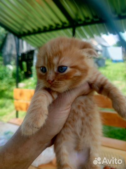 Котята в добрые руки бесплатно мальчик и девочка