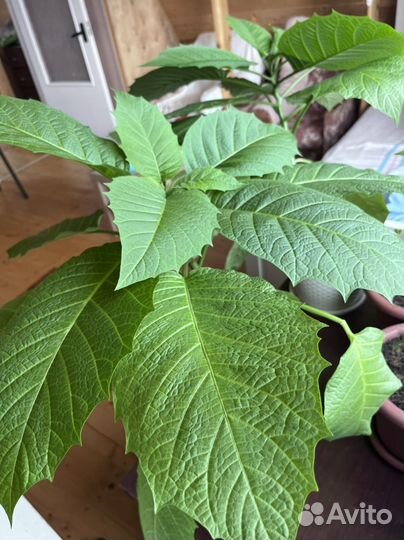 Бругмансия