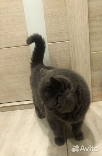 Британская кошка отдам