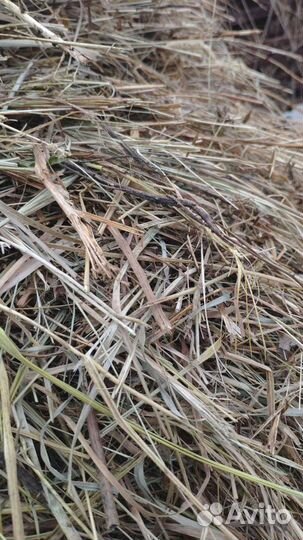 Сено в тюках с доставкой, как вчера косил) овес