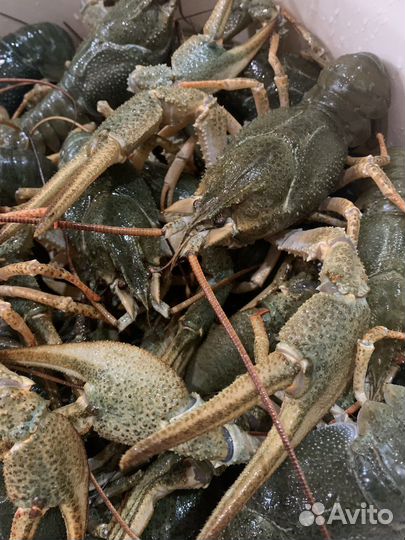 Речные раки