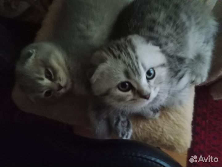 Продам вислоухих котят