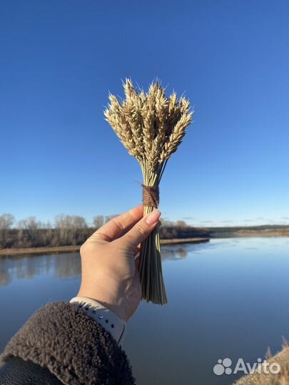 Колосья пшеницы