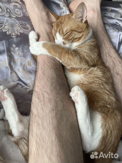 Кот в добрые руки
