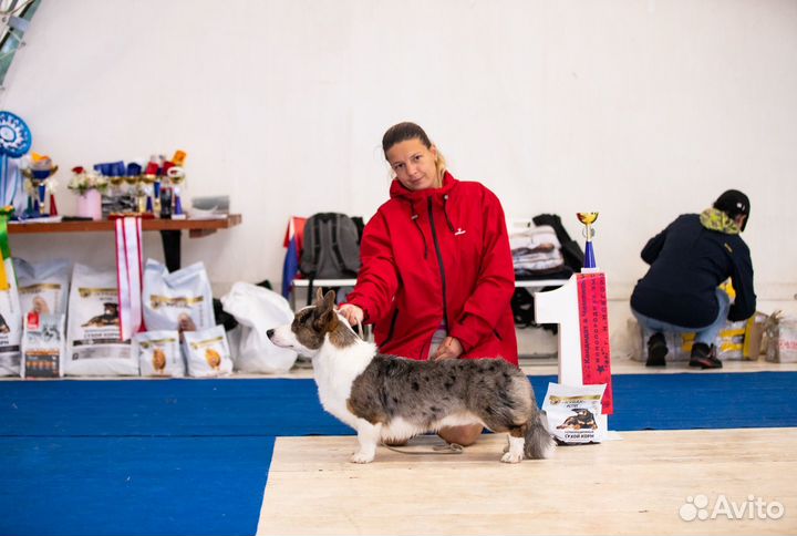 Вязка Вельш-корги кардиган Мраморный кобель