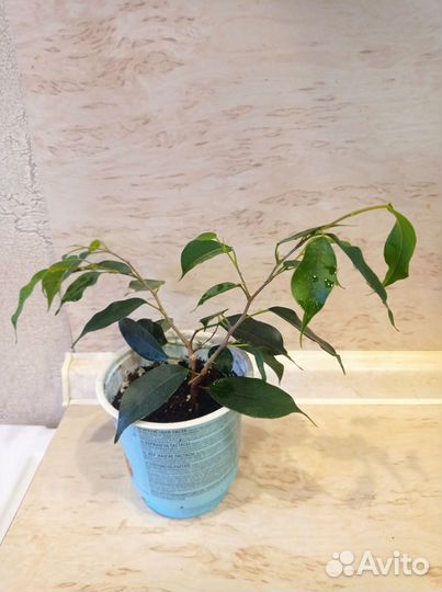 Фикусы мокшам, Даниэль, бафт, декабрист белый