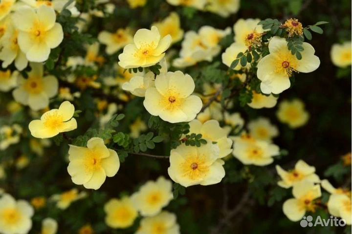 Лапчатка кустарниковая 4 сорта