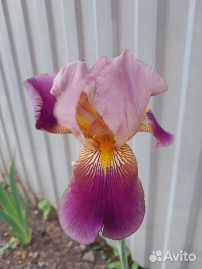 Ирисы бородатые сортовые