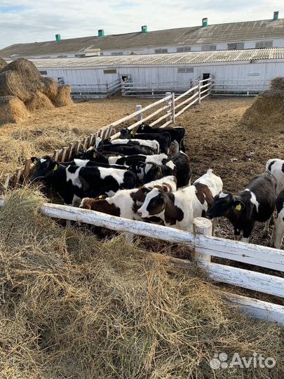 Телята, бычки и телки