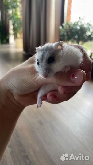 Хомяки джунгарики бесплатно