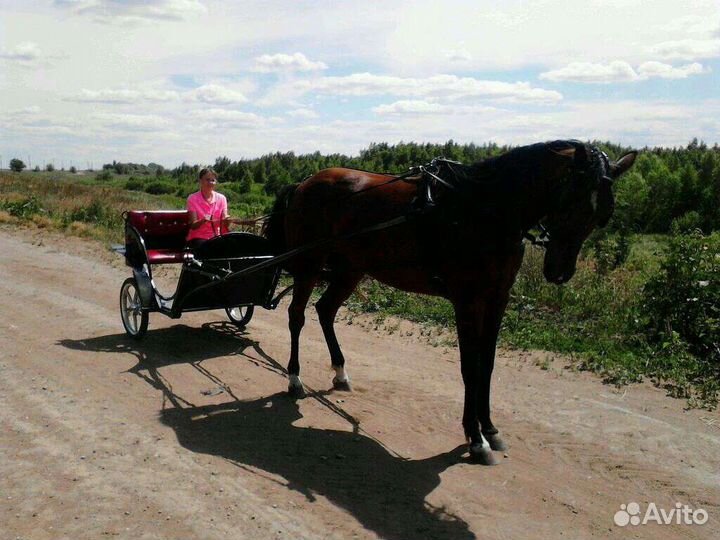 Прогулки на лошадях