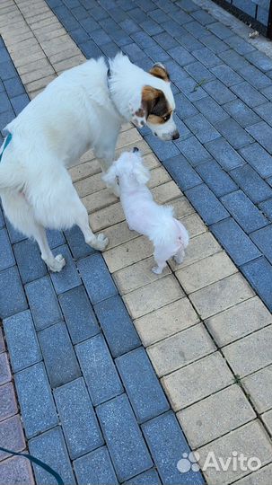 Отдам собаку в добрые руки