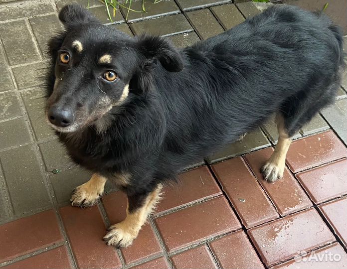 Джесська в Добрые руки