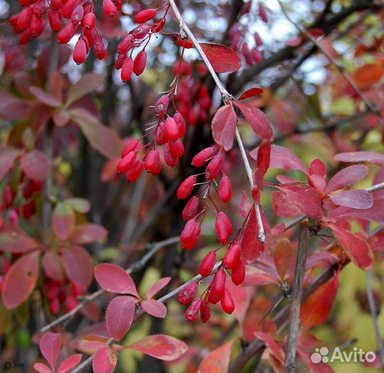 Каштан.Фундук.Шефердия.Жасмин