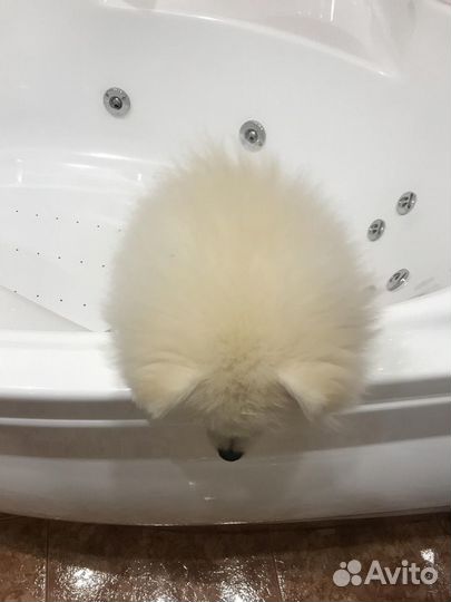 Шпиц кобель вязка