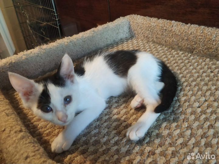 Котик Никки (мальчик)