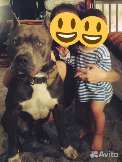 Вязка питбультерьер