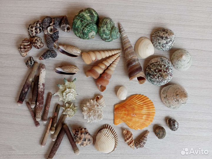 Набор ракушек для сенсорных коробок и тд