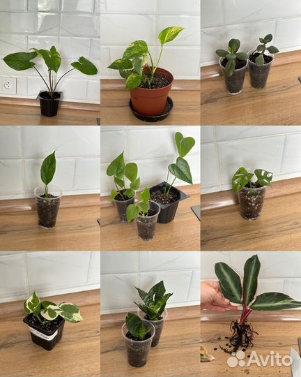 Комнатные цветы