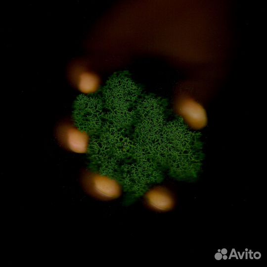 Стабилизированный мох, 1 кг, цвет Тёмно-зелёный