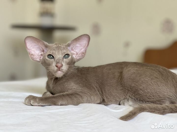 Ориентальная