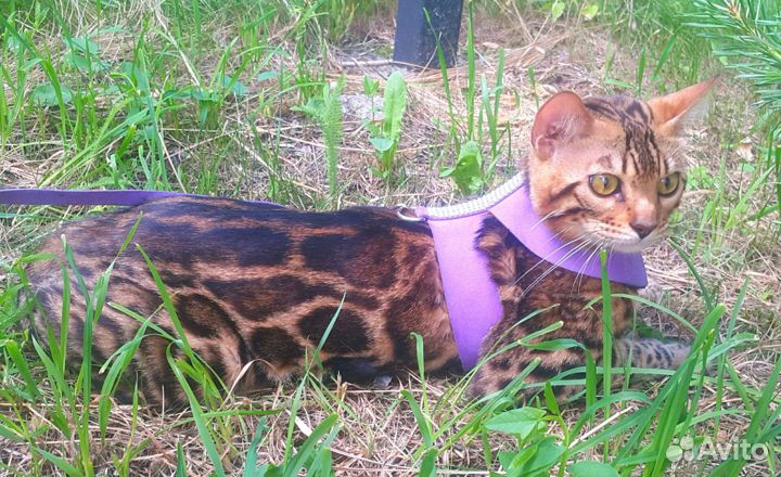 Бенгальский котик Вязка