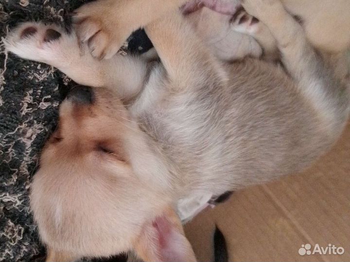 Той-терьер щенки