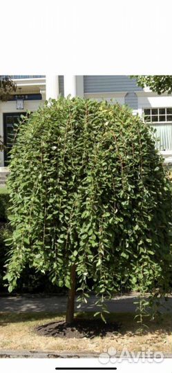 Ива на штамбе Килмарнок