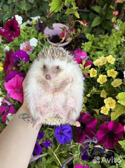 Африканский ежик