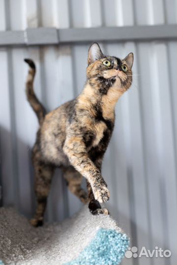 Кошка Бонька, 3 годa в дар