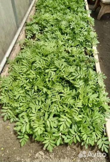 Цветы бархатцы, циния, виола многолетняя