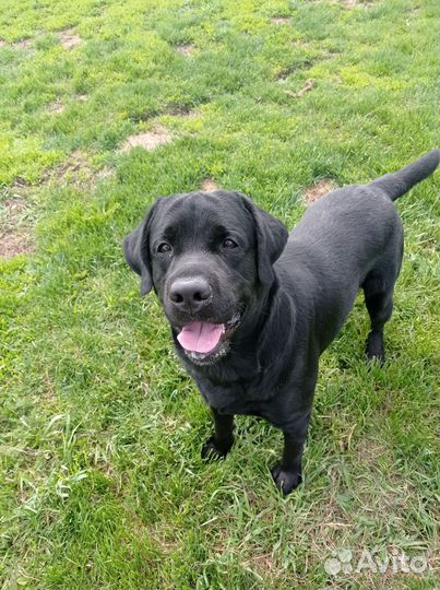 Собака в добрые руки отдам бесплатно