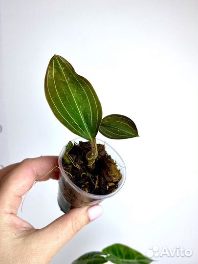 Драгоценная орхидея лудизия