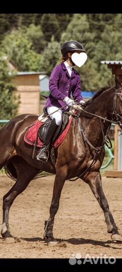 Редингот для конного спорта