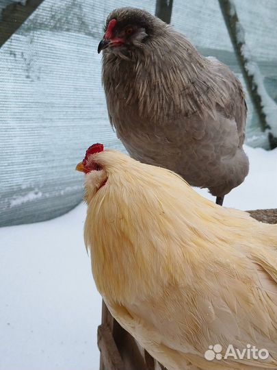Петухи амераукана лаванда и черные