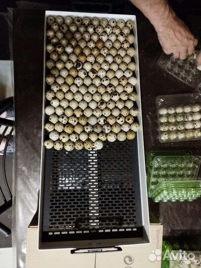 Яйца перепелиные инкубационное