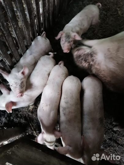 Продаются поросята
