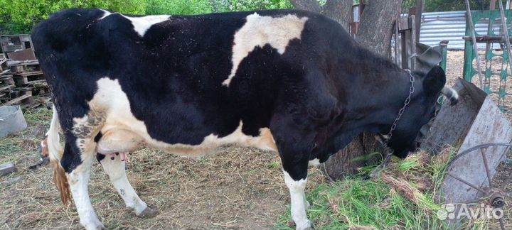 Корова дойная