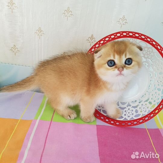 Клубные котята золотые шиншиллы