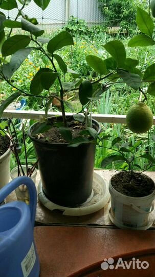 Лимонное дерево