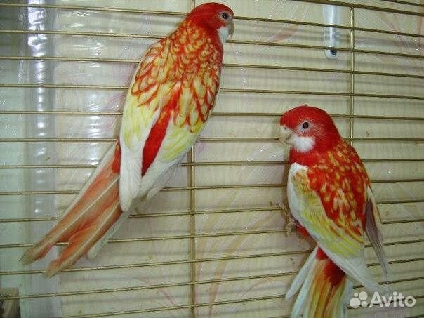 Попугай розелла