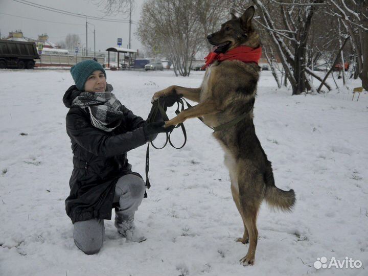 Собака по кличке Кекс в дар