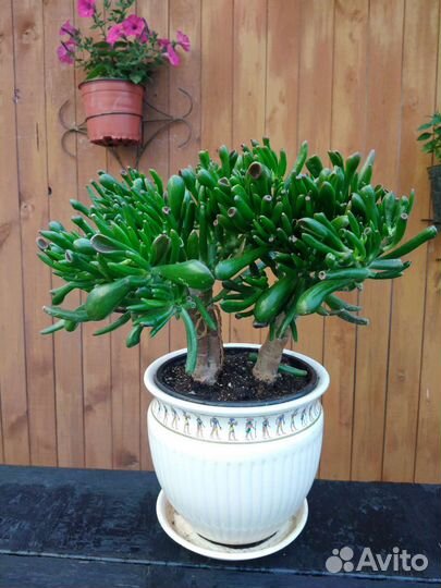 Толстянка крассула