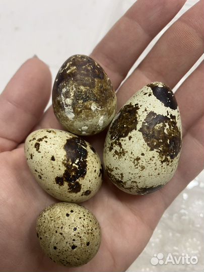 Яйца перепелиные