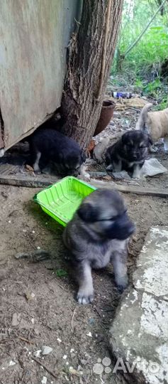 Отдам бесплатно щенки