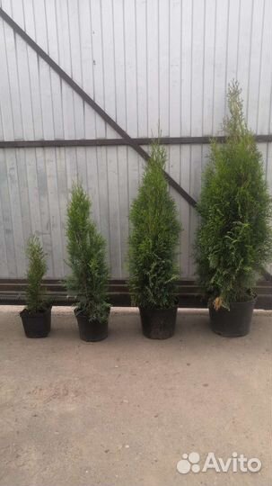 Туя смарагд