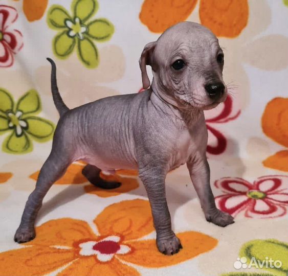 Щенки ксолоитцкуинтли