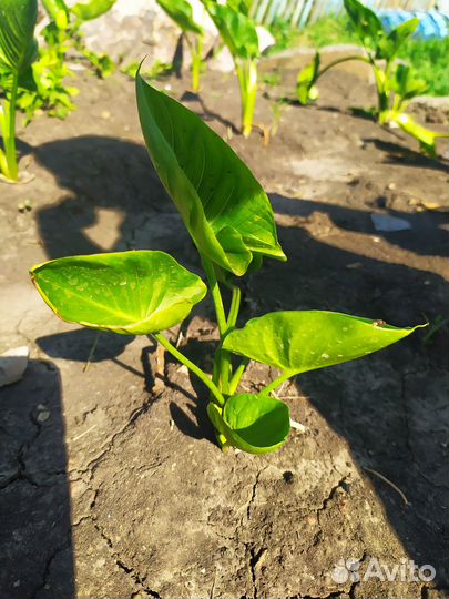 Каллы цветы