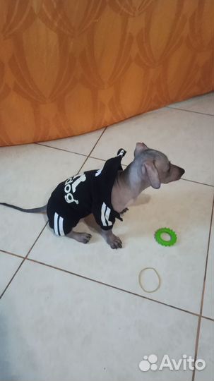 Одежда для маленьких собак