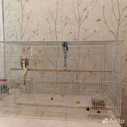 Попугаи Кореллы вместе С клеткой